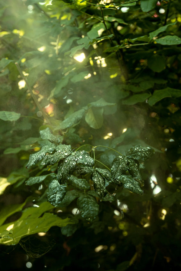 Close-up of sunlit green leaves, photo by Enrico Sottocorna