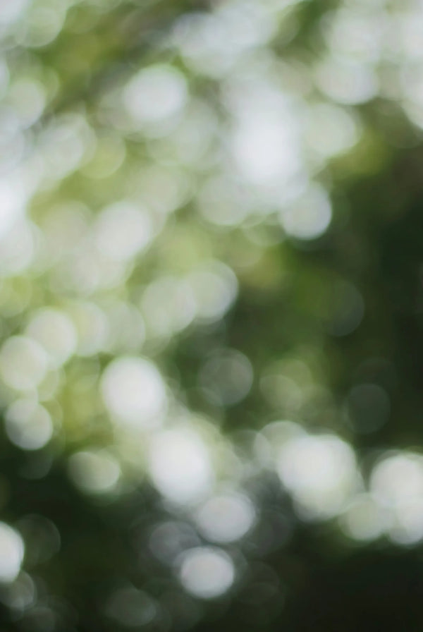 Soft green blurred foliage with bokeh light, photo by Niranjan Photographs