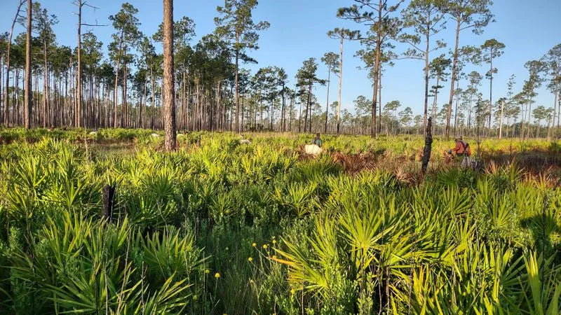 Revitalisering af økosystemer gennem jordbaseret genopretning