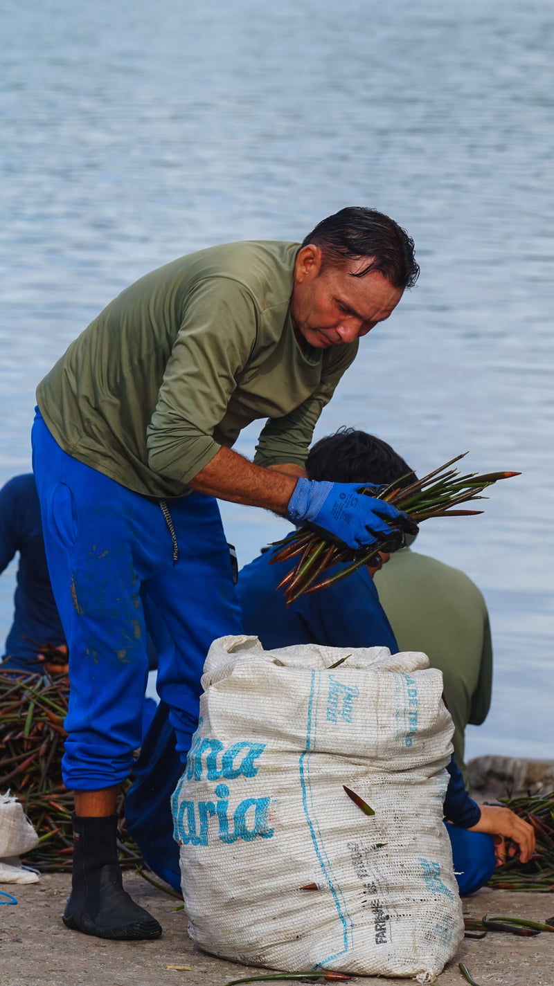 Genopbygning af Brasiliens kystskove med mangrovegenopretning