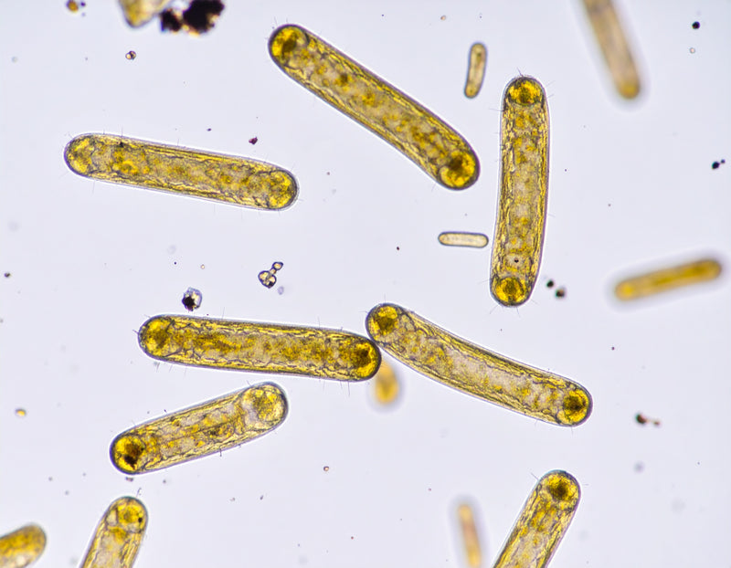 Bifidobacterium bifidum
