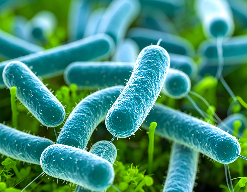 Bifidobacterium lactis
