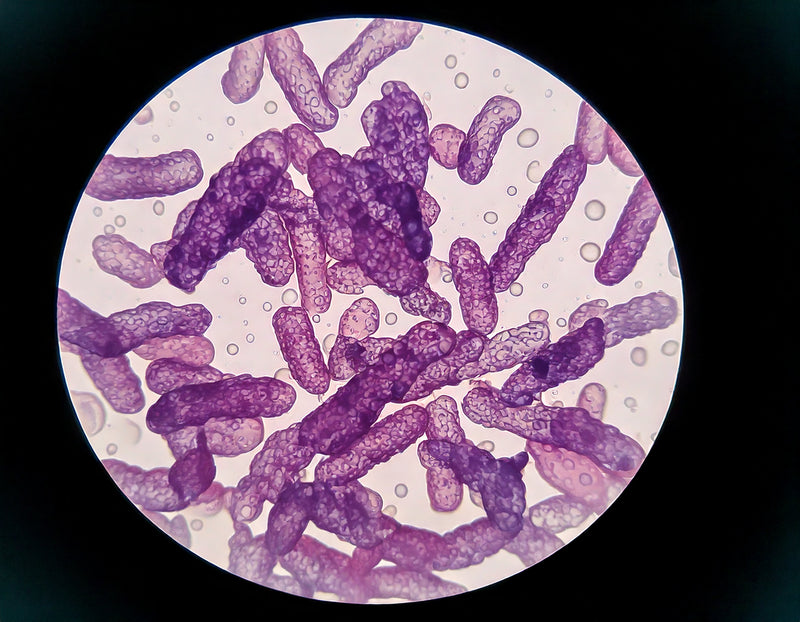 Lactobacillus acidophilus