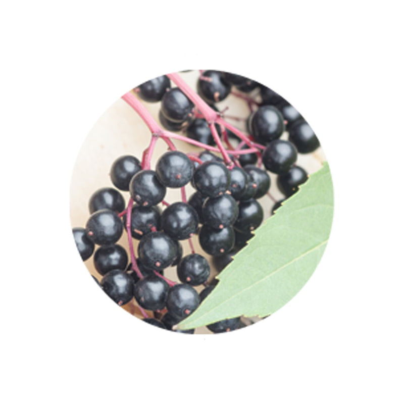 Blackcurrant Berry Extract