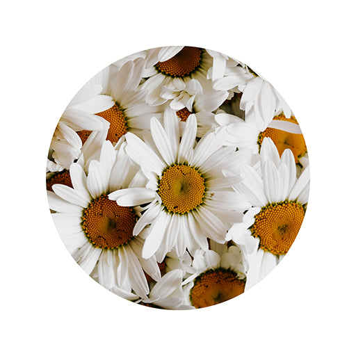 Chamomile