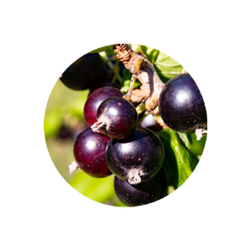 Elderberry Extract