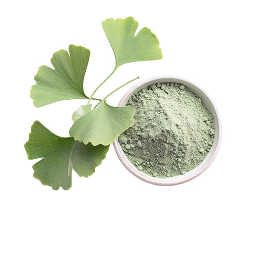 Ginkgo Biloba