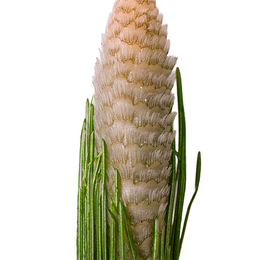 Horsetail Extract