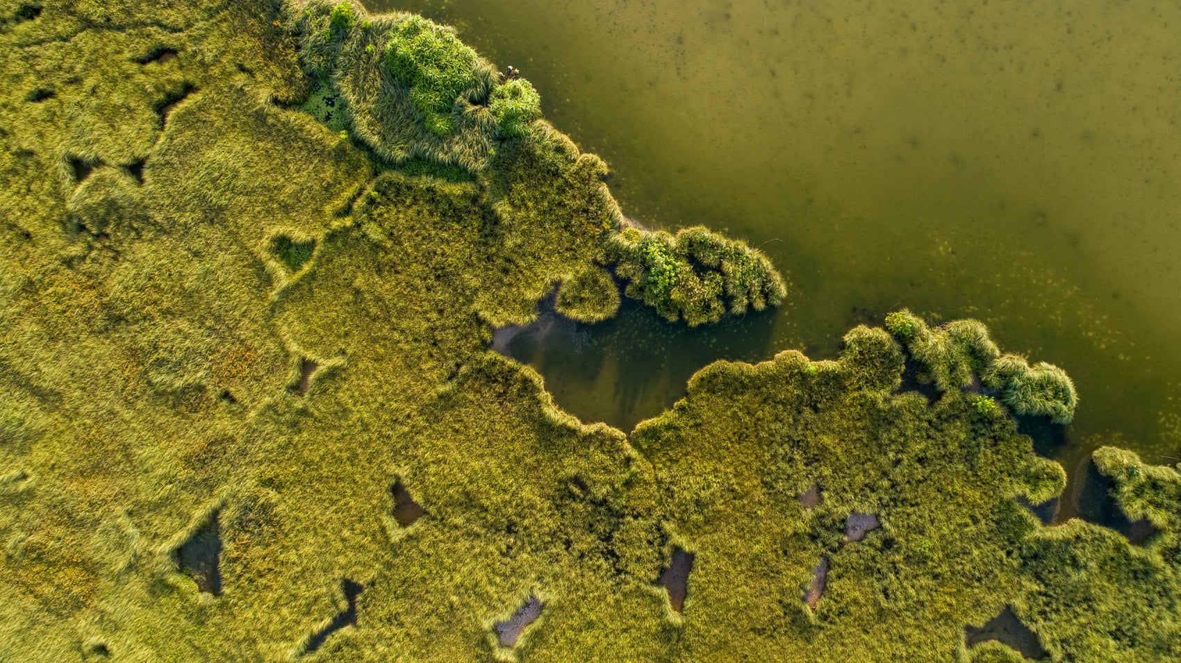 Jiyad Unsplash aerial marsh image