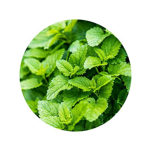 Lemon balm