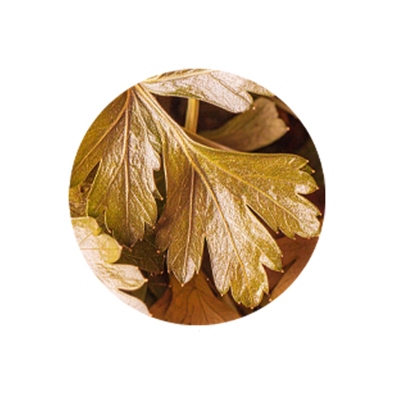 Parsley Leaf