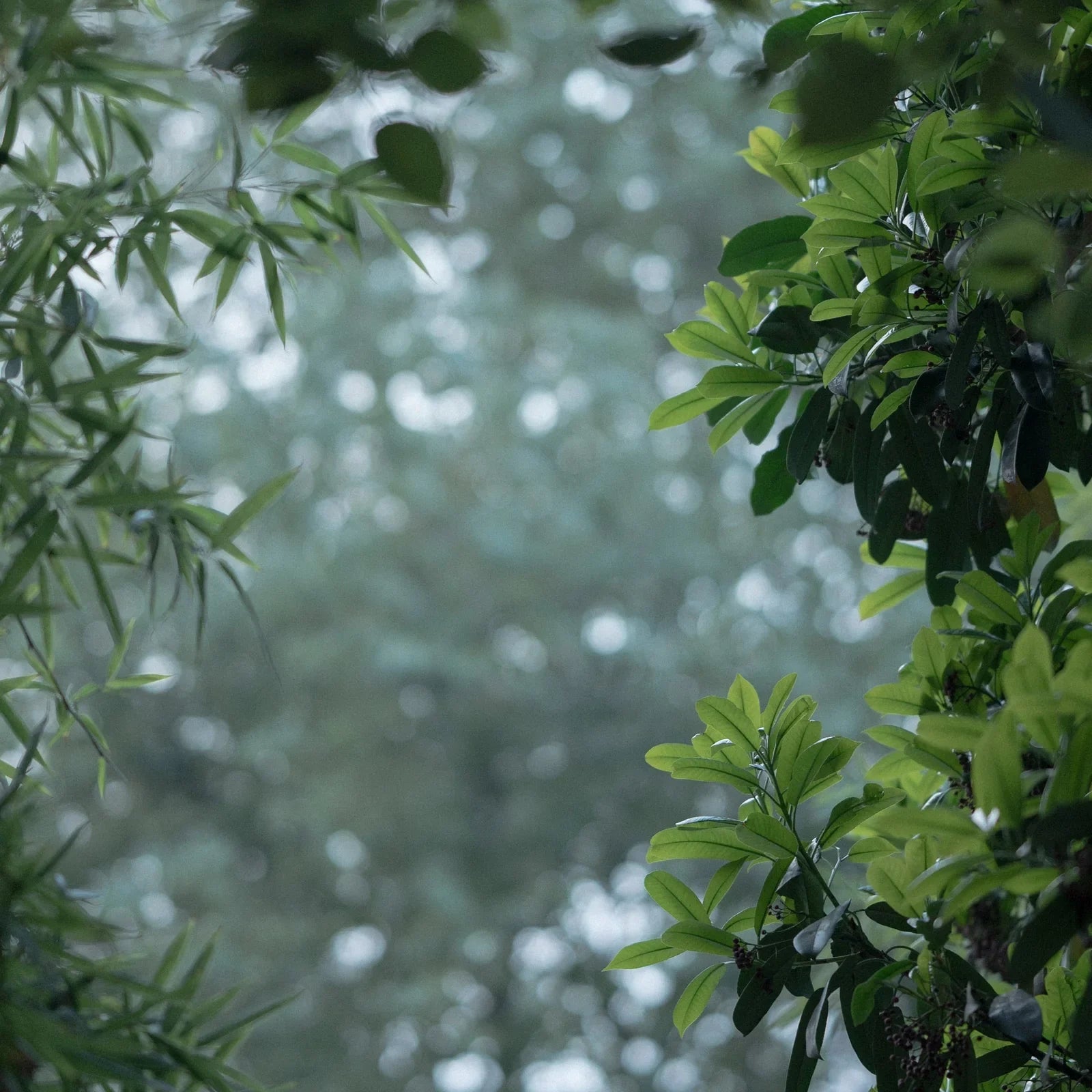 Green leaves framing a view of misty trees, photo by Yu Zhang